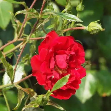 Rosa Tradition 95 ® - roșu - trandafiri târâtori și cățărători, Climber